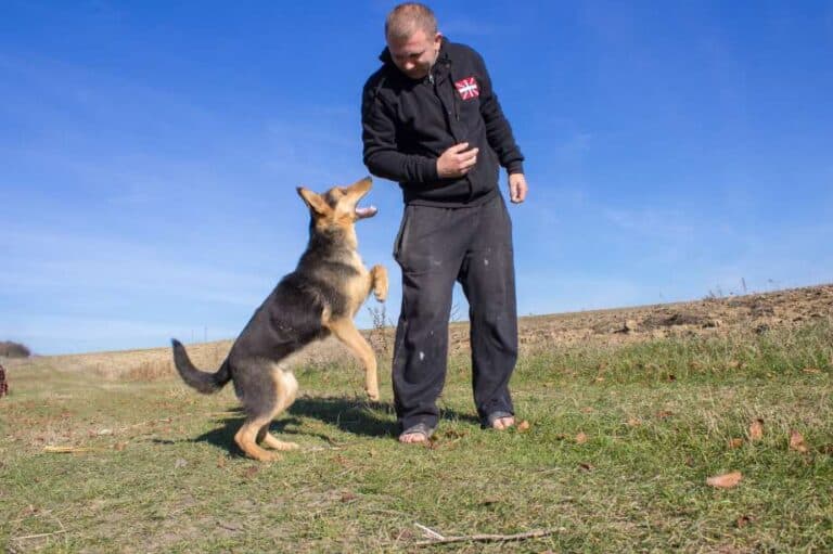 Dog bite lawyer Missouri