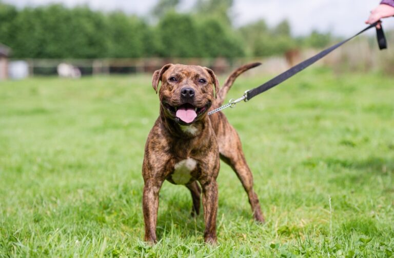 missouri and illinois dog bite lawyer